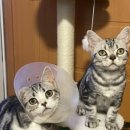 아메숏 캐터리 이미지