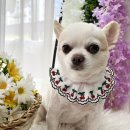 러블리펫그루밍 이미지