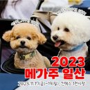 2023 일산 킨텍스 메가주 펫페어 방문후기 주차 꿀팁 사은품 득템 쭈쭈쭈 이벤트 행사 일정 가볼만한곳