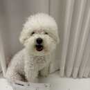 (주)포켄스 | 반려견 강아지껌 5년동안 카누들 포켄스 내돈내산 급여후기