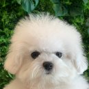 프리펫 강아지분양 고양이분양 천안본점 이미지