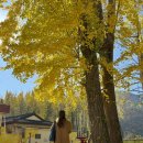 경주숲 1,2 | 경주 도리마을 은행나무숲 실시간 · 가을 여행지 추천