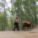 죽림로 이미지