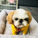 몽그랑 | 반려동물 수제간식점: 안양 몽그랑땡 다녀가세요 :)