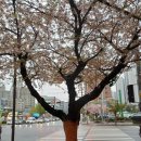 고수의 운전면허, 시엘 운전학원 후기