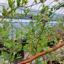 밀양농장 이미지