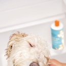 샴푸하는 강아지 이미지