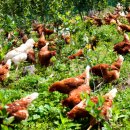 밀마운트농장 이미지