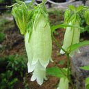 황포돗대 주변 이미지