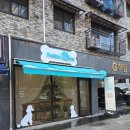 버블멍 | 고촌 김포애견미용 포메라니안 물개컷 잘하는 버블멍 후기