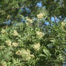 회화나무- 아카시아와 비슷한 나무 이미지