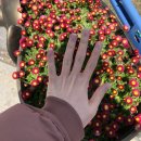 미사파출소.종합운동장(28307) | 하남미사네일샵 라디앙네일에서 핑크핑크한 봄 네일 하고 온 후기