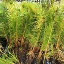 골든엔젤 이미지