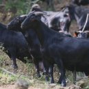 농업회사법인 녹색흑염소(주) 이미지