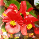 주홍색 꽃베고니아 (이병찬 - 아시나요) 이미지