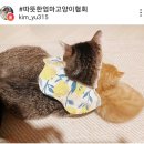 달콩이 이미지
