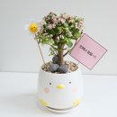 나무약품(주) | 초보 식집사의 핑크 아악무 키우기 D+1 (feat. 잎파랑 LED 식물등 페어리 Fairy) 은행목 아악무 차이점...