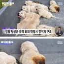 오징어사냥