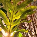 로뎀나무커피 이미지