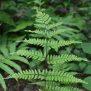 넓은잎개고사리 [Athyrium wardii (Hook.) Makino] 이미지