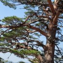 안일왕지맥의 대왕소나무 이미지