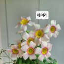 사랑초 페어리 이미지