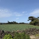 거기벵디 이미지