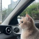 밤비동물병원 이미지