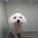 아프지말게 동물병원 이미지