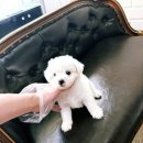 천안 강아지분양 고양이분양 파라다이스펫본점 네이버블로그