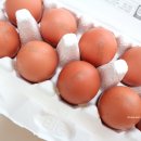 남도축산 인공수정소 | 계란배달 남도장터 구쁘 유정란 주문 후기