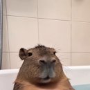 진짜 Daum카페