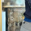 나나펫살롱 이미지