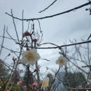 꽃망울피아노 앞 이미지