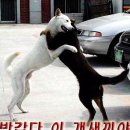 복 이미지