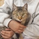 캣카페 집사의하루 분당점 이미지