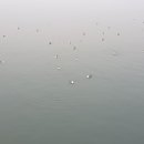 포도나무 1