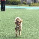 네오 동물병원 | 클레어케어 네오프로바이오틱스 동물 병원 강아지 유산균