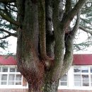 길안초등학교길송분교장 이미지