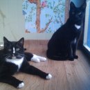 애견종합병원 이미지