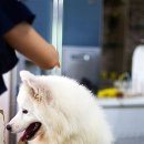 CAFE THE DOG 이미지