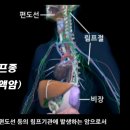 백혈구 정상범위에 대하여 이미지