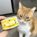 프리티건 | 기호성 좋은 고양이 주식캔 :: 웨루바 치킨 프리카세 급여후기