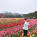 신안축구장 축구장 | [신안] 임자도 섬 튤립축제 방문후기 튤립축제 실시간 후기 입장료 튤립 개화상태 축제분위기