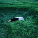 메오