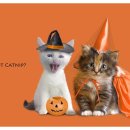 진하슈퍼 이미지