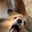 강남예치과동물병원 이미지