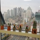 스타속눈썹