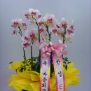 한일 마을회관 Daum카페