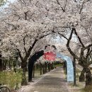 GS25 산격점 | 대구 벚꽃 명소 ‘꽃보라동산’ 비 온 뒤 4/1 실시간 개화상황